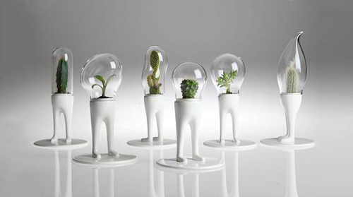 Domsai Terrarium ドムサイテラリウム