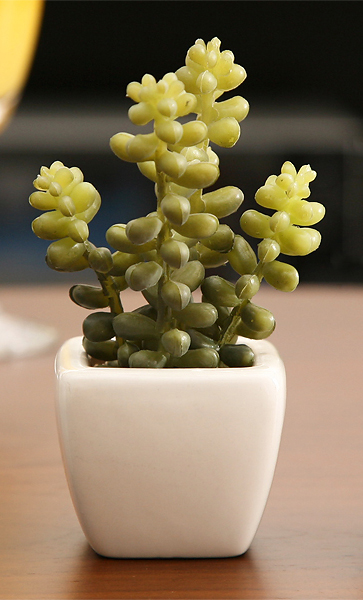 光触媒観葉植物 サーキュレントプランツ