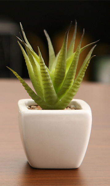 光触媒観葉植物 サーキュレントプランツ