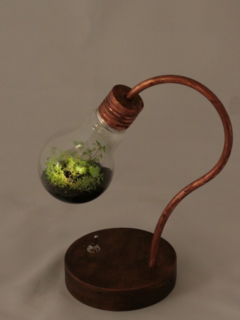 bulb terrarium