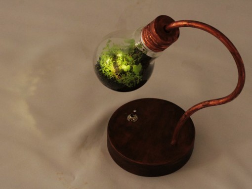 bulb terrarium