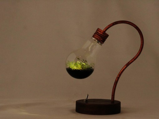 bulb terrarium