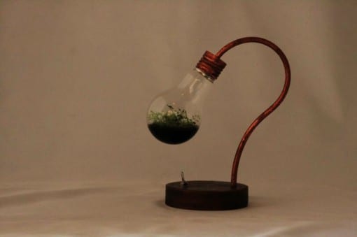 bulb terrarium