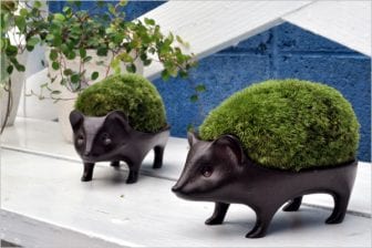 ハリネズミ盆栽