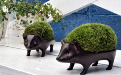 ハリネズミ盆栽