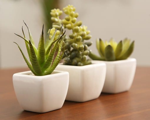 光触媒観葉植物 サーキュレントプランツ