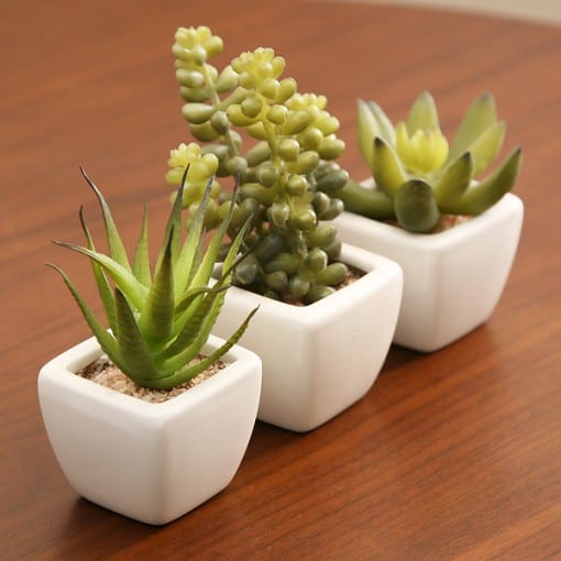 光触媒観葉植物 サーキュレントプランツ
