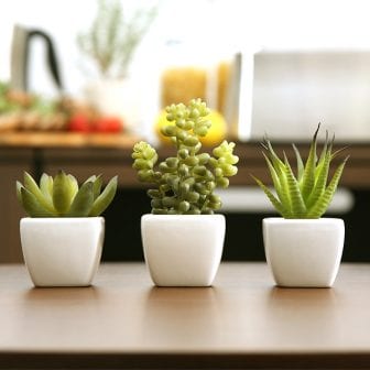 光触媒観葉植物 サーキュレントプランツ