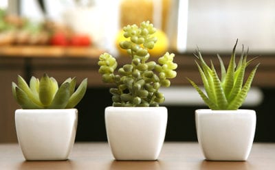 光触媒観葉植物 サーキュレントプランツ