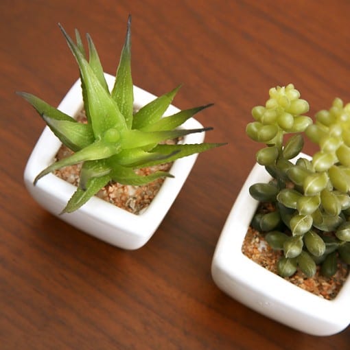 光触媒観葉植物 サーキュレントプランツ