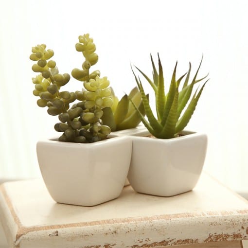 光触媒観葉植物 サーキュレントプランツ