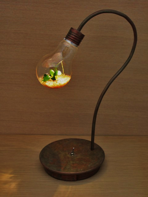 bulb terrarium