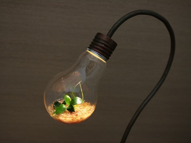 bulb terrarium