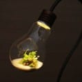 bulb terrarium