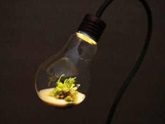 bulb terrarium