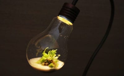bulb terrarium