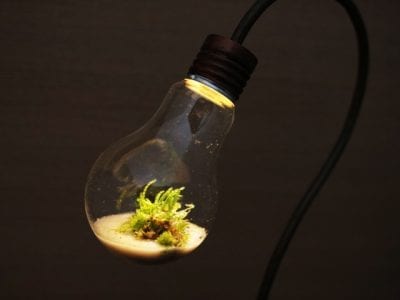 bulb terrarium